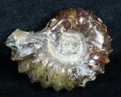 Polished Douvilleiceras Ammonite Fossil - #3659-1